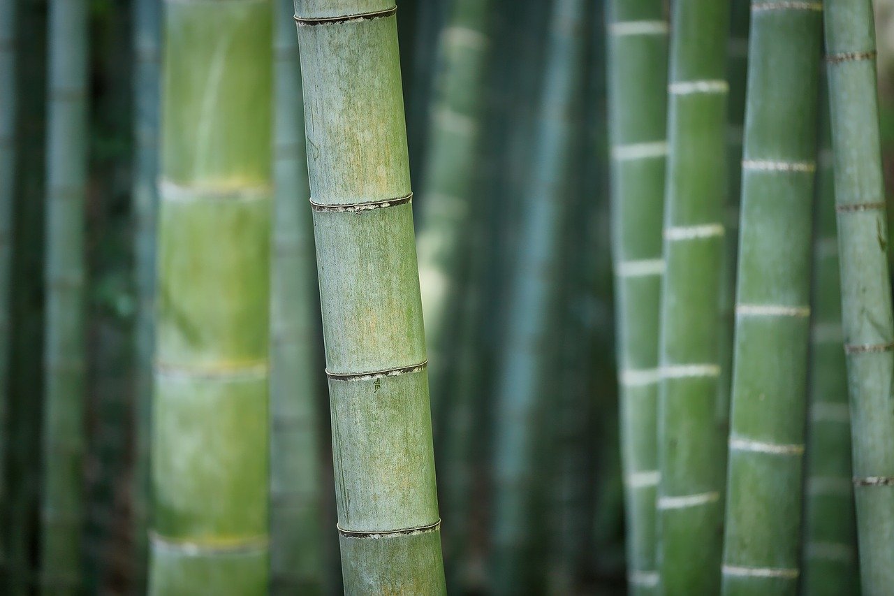 bamboo, green, nature