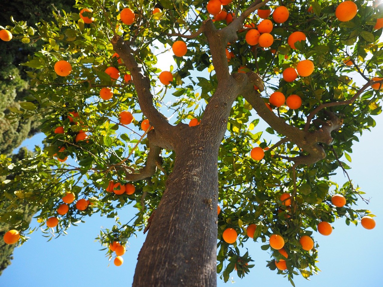 oranges, log, tribe