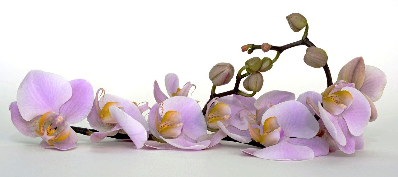 orchid, flower, blossom