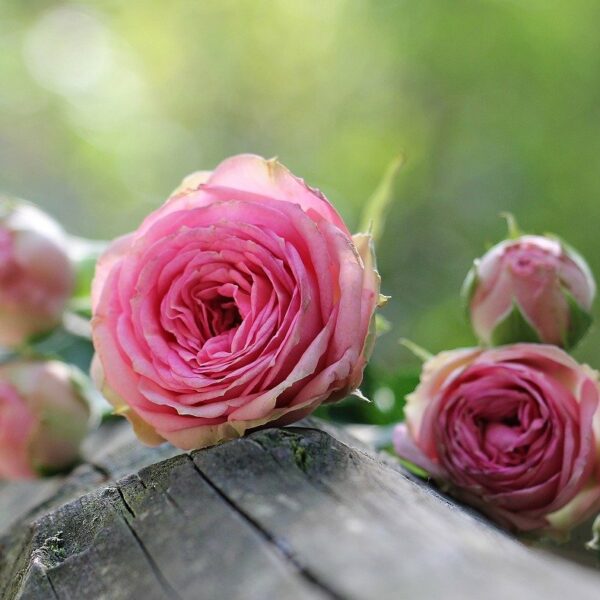 roses, pink roses, petals