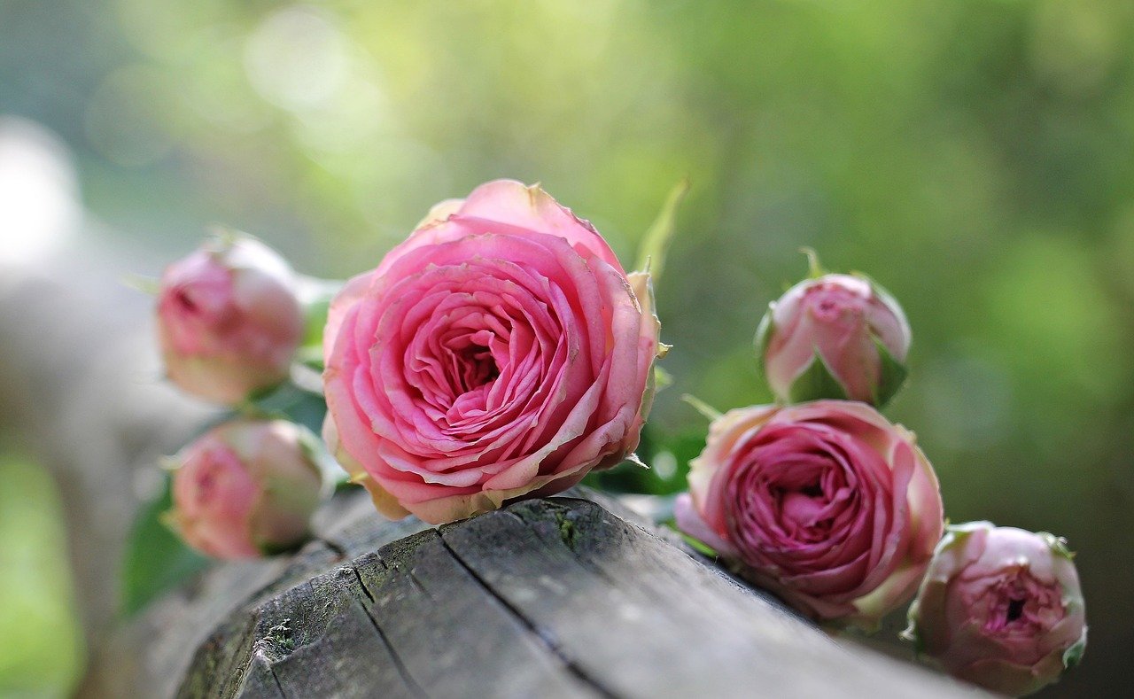 roses, pink roses, petals