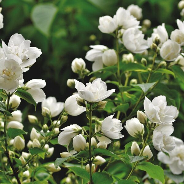 scent of jasmine, jasmin, ornamental shrub
