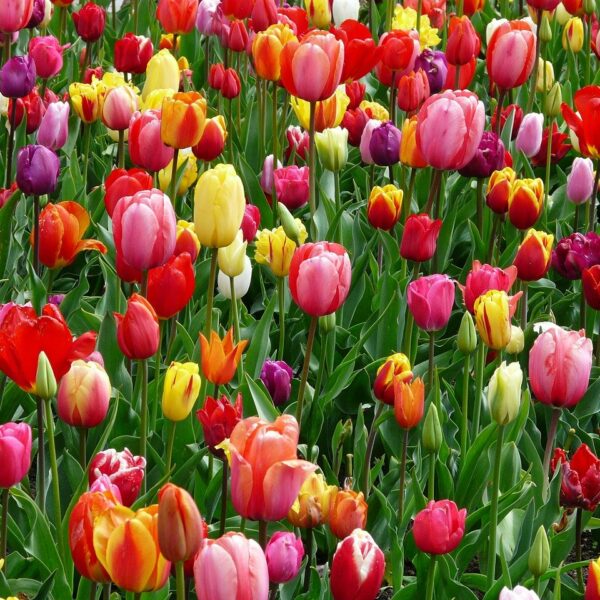 tulips, flowers, flower abundance